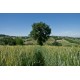 Properties for Sale_OLD FARMHOUSE WITH SEA VIEW FOR SALE IN LE MARCHE Country house to restore with panoramic view in central Italy in Le Marche_24